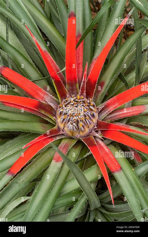 Fascicularia Bicolor Natural Flowering Plant Portrait Stock Photo Alamy