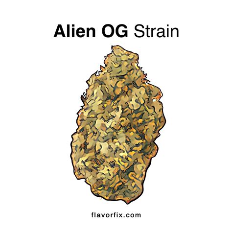 alien og strain cannabis strains information flavor fix