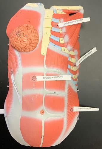 Muscles Ch 10 Flashcards Quizlet