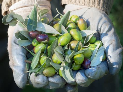 What color olives are used to make olive oil?