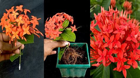 EASIEST Way To Grow Ixora Plants From Cuttings Propagation Of Rangan