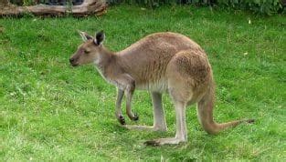 Kangaroo Names: 200 Good and Famous Names for Kangaroos