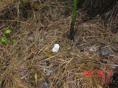 Young girl died in forest, face partially eaten • GoreCenter