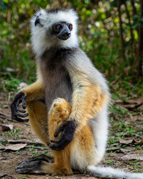 Diademed Sifaka Lemur in Madagascar | Smithsonian Photo Contest ...