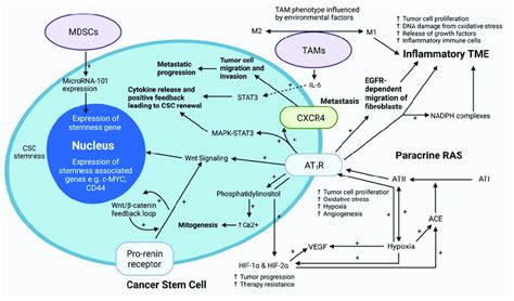 A Cancer Stem Cell Csc Residing Within The Tumor Microenvironment