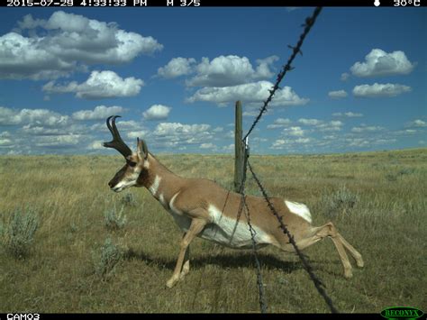 How Can The Pronghorn Cross The Fence Cool Green Science