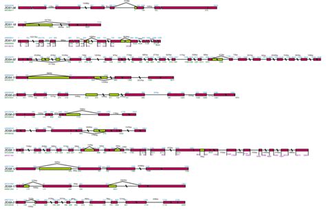 Exon Intron Structure Of Alternatively Spliced Zos Proteins The Download Scientific Diagram