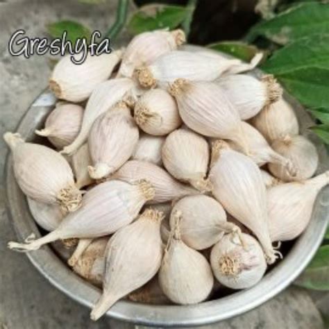 Jual BAWANG PUTIH LANANG TUNGGAL LOKAL 1 4 Kg 250 Gram Shopee