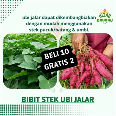 Jual Stek Cutting Bibit Ketela Rambat Manis Umbi Ubi Jalar Super Unggul