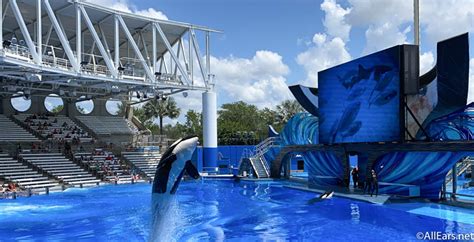 Orca Encounter Show Seaworld Orlando Reopening Day 2 Allearsnet