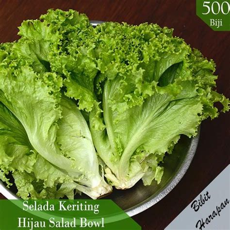 Jual Ready Benih Bibit Biji Selada Keriting Hijau Salad Bowl Leaf