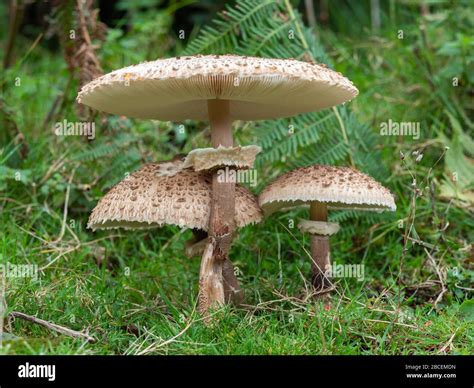 Shaggy Parasol Mushroom Hi Res Stock Photography And Images Alamy