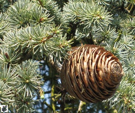 Planta De Cedro Del Líbano Cedrus Libani