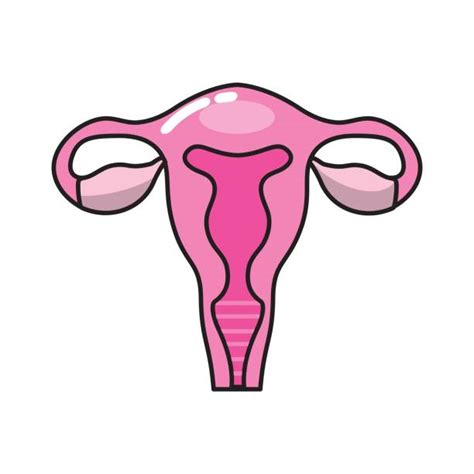 Top 60 Female Reproductive Organ Clip Art Vector Graphics And