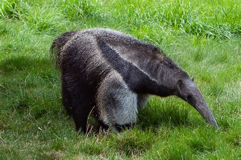 Giant Anteater - Animals Around The Globe