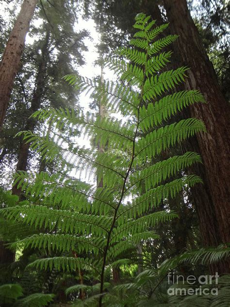 Ancient Forest And Tree Fern Photograph By Gem S Visionary Fine Art