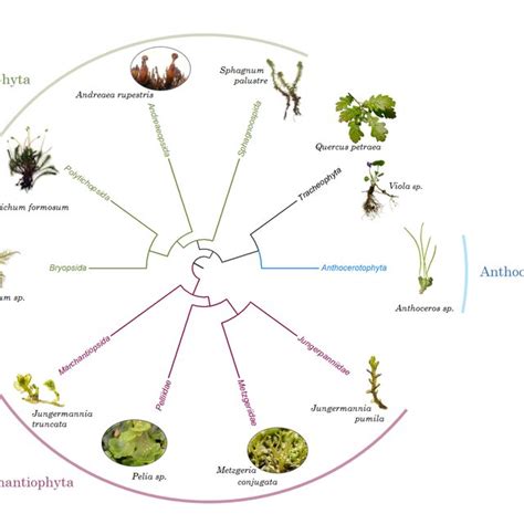 Schéma d organisation générale pour un exemple de bryophyte