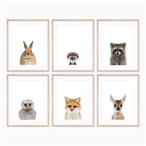 Animal Photography - 6 Set Woodland | Free UK Shipping