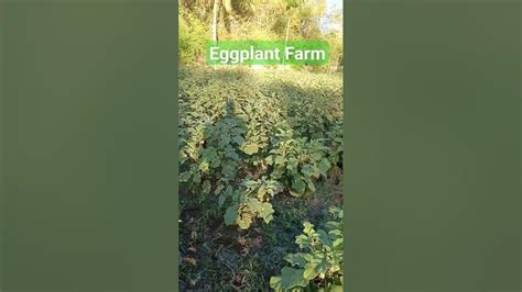 Eggplant Farm Eggplantfarm Agriculture Satisfying Eggplant Asmr Youtube