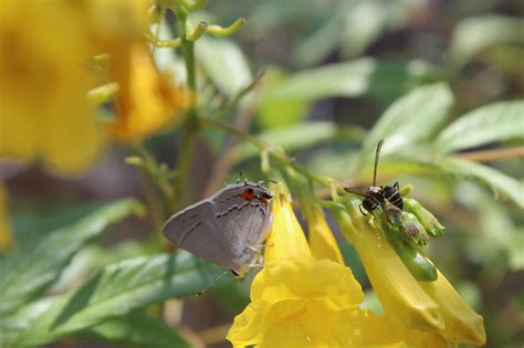 Mariposas Y Plantas Nativas Del Semidesierto I