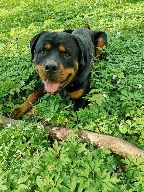 Meet Bopa The Doggo My Parents 12 Months Old Rottweiler Puppy Raww