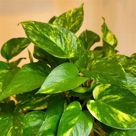 How To Grow And Care For Golden Pothos