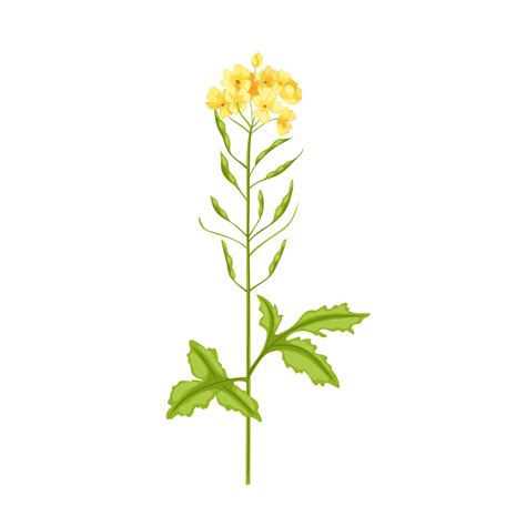 mustard plant cartoon vector illustration 17416249 Vector Art at Vecteezy