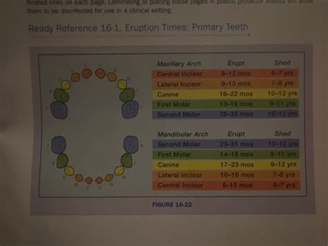 DH Mix Dentition And Occlusion Flashcards Quizlet