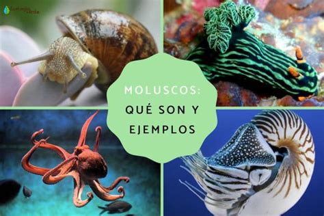 Moluscos Caracter Sticas Tipos Y Ejemplos Descubre Qu Son