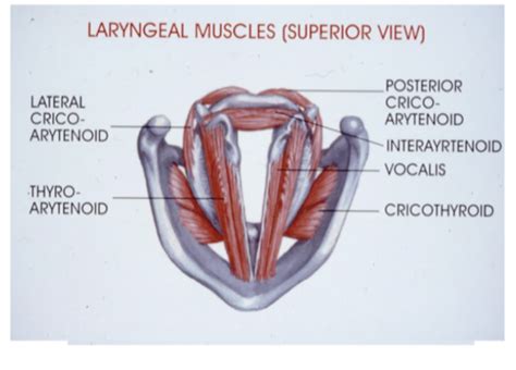 Anatomy And Physiology Of Phonation Flashcards Quizlet