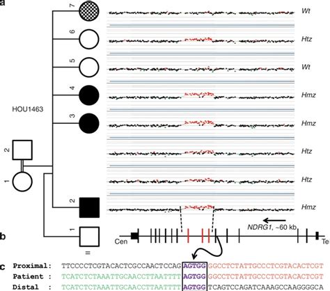 Array Comparative Genomic Hybridization Acgh Results Of The Ndrg1