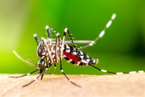 Como Identificar O Aedes Aegypti Mosquito Da Dengue Terra Tavares