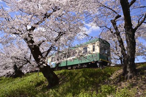 嵐電桜のトンネルは2020年〜しばらくライトアップ休止です 鉄道旅のガイド