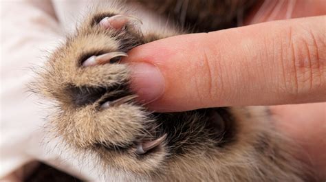 Declawing Cats Hero850