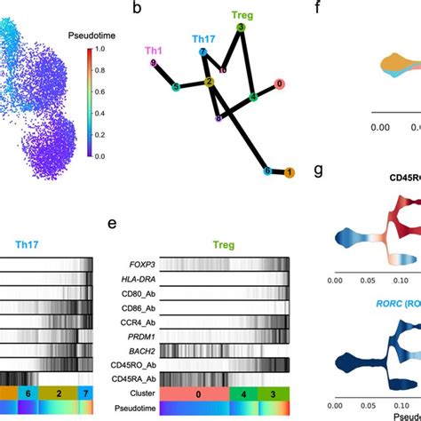 Pseudotime Analysis Reveals Distinct Trajectories Of Cd4⁺ T Cell Download Scientific Diagram