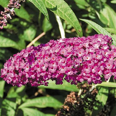 Omżyn Budleja Dawida Border Beauty Buddleja davidii Border