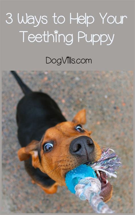 What Is The Best Way To Help Teething Puppies Puppies