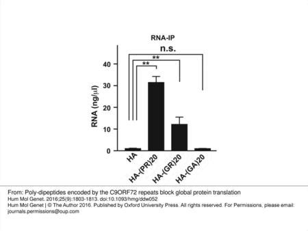 Cytoplasmic Poly Gr Pr Inclusions Resemble Stress Granules In Vitro