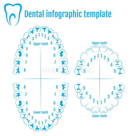 Human Teeth Numbers Diagram