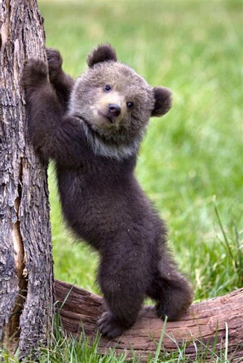 Cute Baby Bear