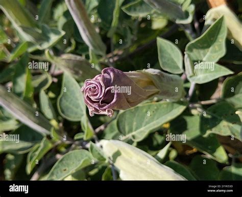 Sacred Datura Datura Wrightii Stock Photo Alamy