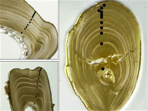 Boney Structures Used To Age Bighead Carp Upper Left Primary