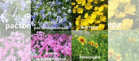 Многолетние садовые цветы купить в Коломне | Товары для дома и дачи | Авито