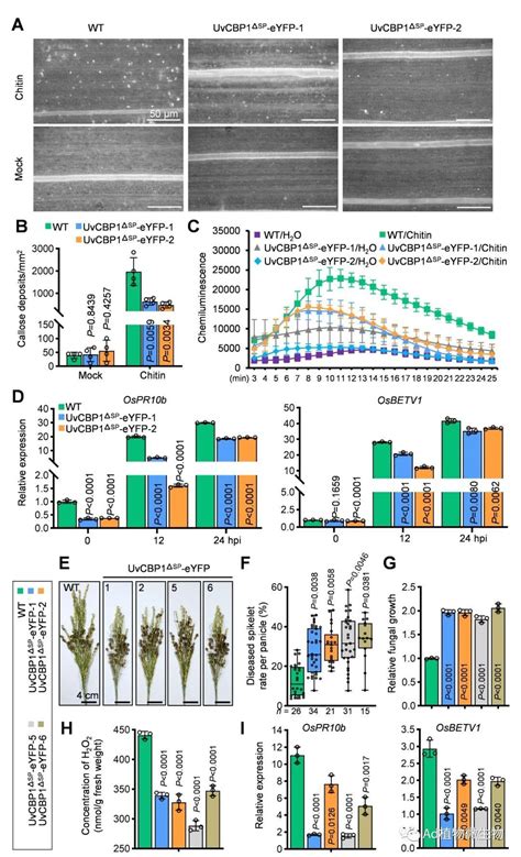 Molecular Plant 四川农业大学研究揭示水稻稻曲病的抗性基因！ 知乎