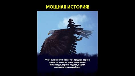 Мощная история про ворону и орла - YouTube