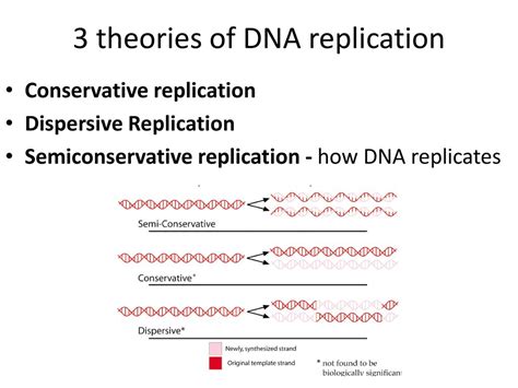 What Stage Of Mitosis Meiosis Does Dna Replicate Ppt Download