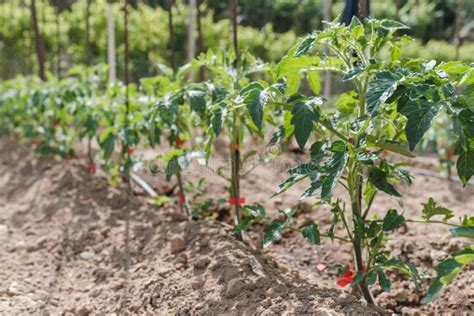 Tomato Seedlings Grow In The Home Garden Seedling Growth Period Stock