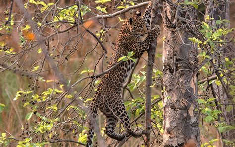 10 Best Jungle Safari Destinations in Madhya Pradesh to Explore the ...