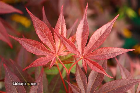 Red Japanese Maple Tree Leaves