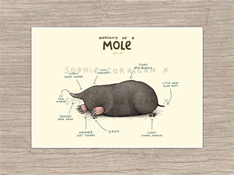 Anatomy of A Mole Signed Fine Art Print - Etsy